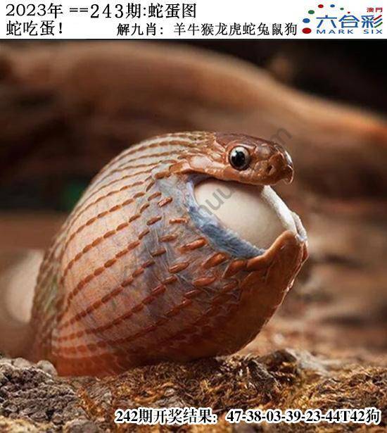正版蛇蛋图